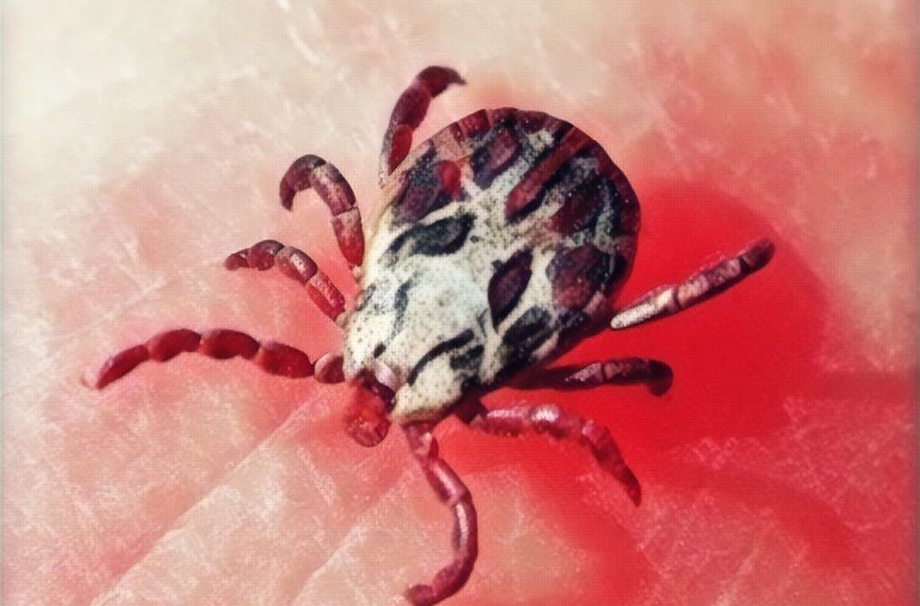 Como evitar picaduras de garrapata